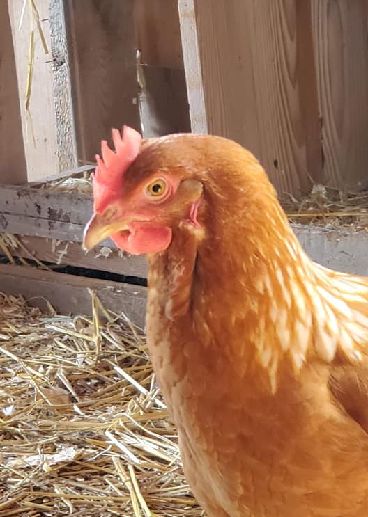 Poule